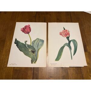 Flowers Drawn by Arlette Davids Text by Princess Bibesco prints Tulips 10x14”